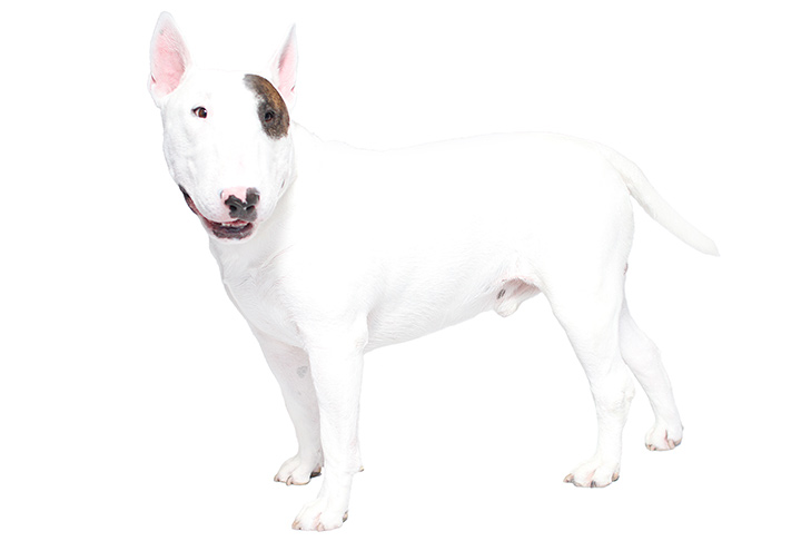 تصویر بول تریر (Bull Terrier)